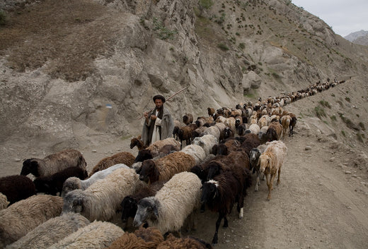 What is the Best Material & Source for Hand-Knotted Oriental Rugs?